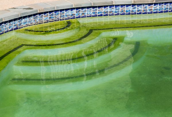 Pool Deck Algae Removal in Battle Ground